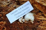 Collybia bakerensis image