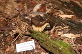 Gyromitra californica image