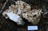 Ramaria coulterae image