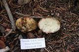Rhizopogon roseolus image