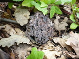 Clavulina coralloides image