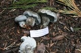 Hygrophorus caeruleus image