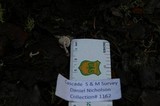 Collybia bakerensis image