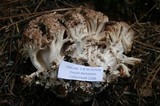 Ramaria coulterae image
