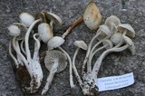 Mycena overholtsii image