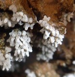 Ceratiomyxa fruticulosa var. fruticulosa image