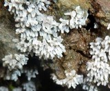 Ceratiomyxa fruticulosa var. fruticulosa image