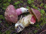 Boletus smithii image