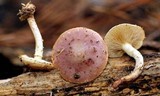 Pholiota polychroa image
