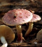 Pholiota polychroa image
