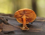 Gymnopilus liquiritiae image