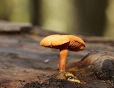 Gymnopilus liquiritiae image