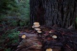 Hypholoma capnoides image