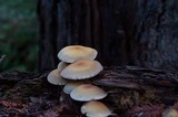 Hypholoma capnoides image