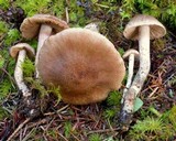 Inocybe hirsuta var. maxima image