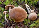 Inocybe hirsuta var. maxima image