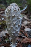 Coprinus calyptratus image