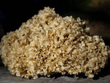Sparassis crispa image