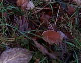 Alloclavaria purpurea image