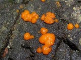 Dacrymyces stillatus image