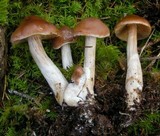 Cortinarius armeniacus image