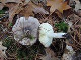 Tricholoma portentosum image