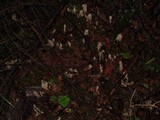 Clavulina coralloides image