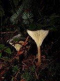 Ampulloclitocybe clavipes image