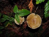 Ampulloclitocybe clavipes image