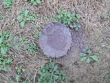 Calvatia cyathiformis image