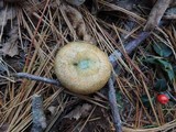 Lactarius chelidonium image