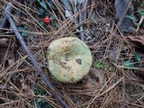 Lactarius chelidonium image