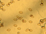 Inocybe pusio image