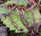 Cortinarius anthracinus image