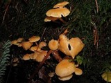 Chrysomphalina aurantiaca image