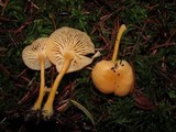 Chrysomphalina aurantiaca image