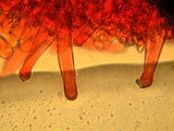 Inocybe pusio image