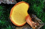 Buchwaldoboletus lignicola image