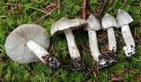 Tricholoma virgatum image