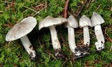 Tricholoma virgatum image