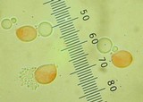 Tricholoma virgatum image