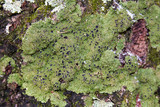 Anaptychia palmulata image
