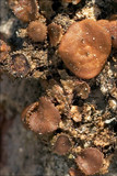 Cetraria sepincola image