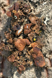 Cetraria sepincola image