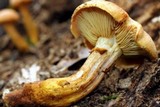 Gymnopilus imperialis image