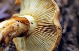 Gymnopilus imperialis image