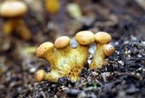 Gymnopilus imperialis image