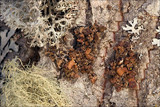 Cetraria sepincola image