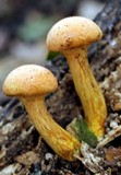 Gymnopilus imperialis image