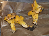 Cantharellus roseocanus image